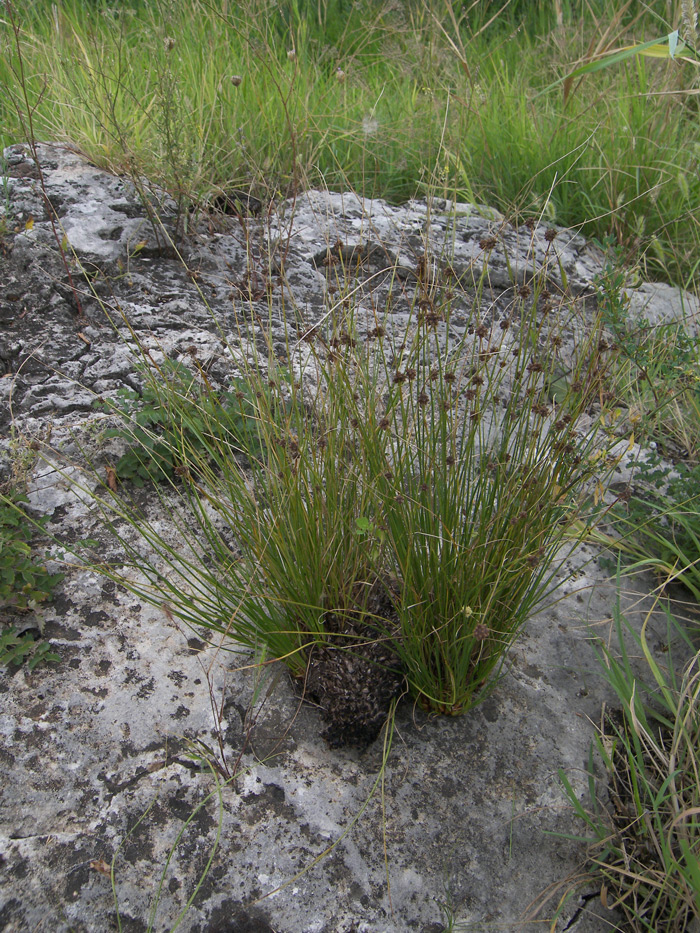 Image of Scirpoides holoschoenus specimen.