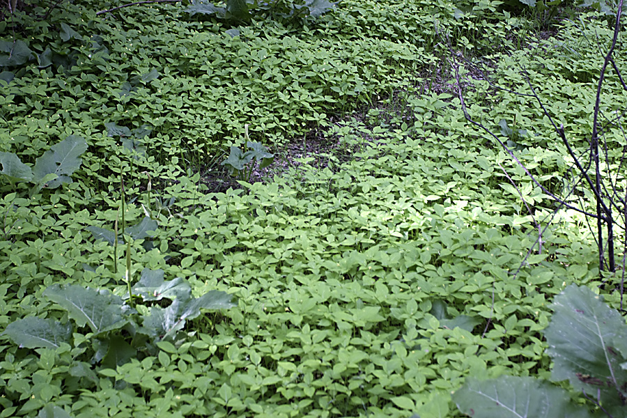 Image of Impatiens parviflora specimen.