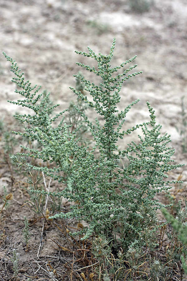 Изображение особи семейство Chenopodiaceae.