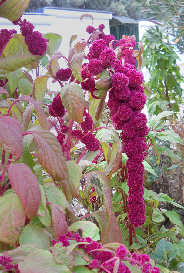 Изображение особи Amaranthus caudatus.