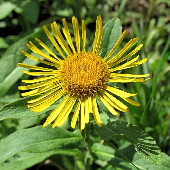 Image of Inula britannica specimen.