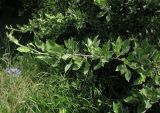 Pyrus salviifolia. Ветвь дерева. ЮВ Крым, окр. Щебетовки. 20.05.2012.