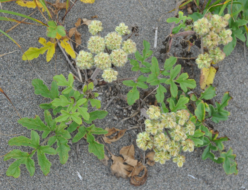 Image of Glehnia litoralis specimen.