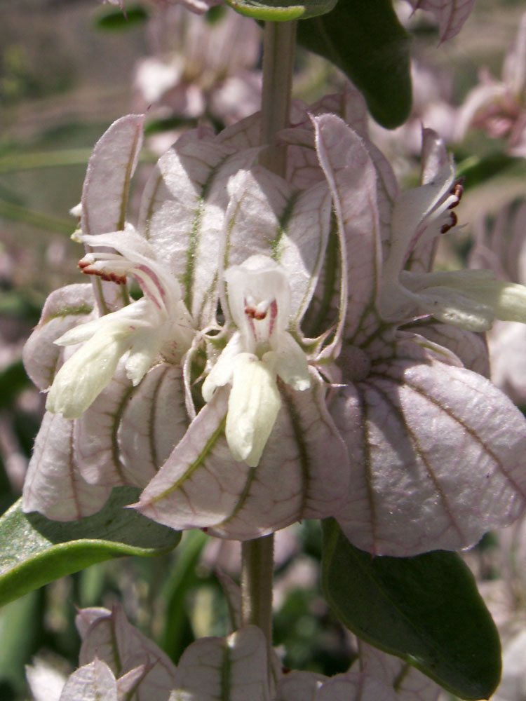 Image of Otostegia olgae specimen.