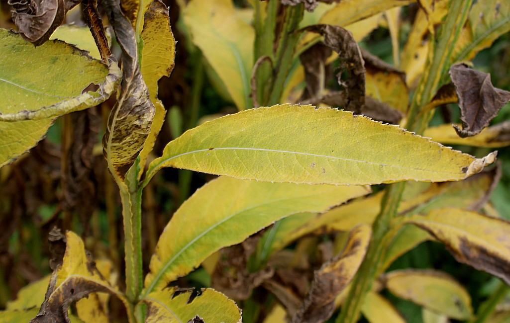 Изображение особи Verbesina alternifolia.