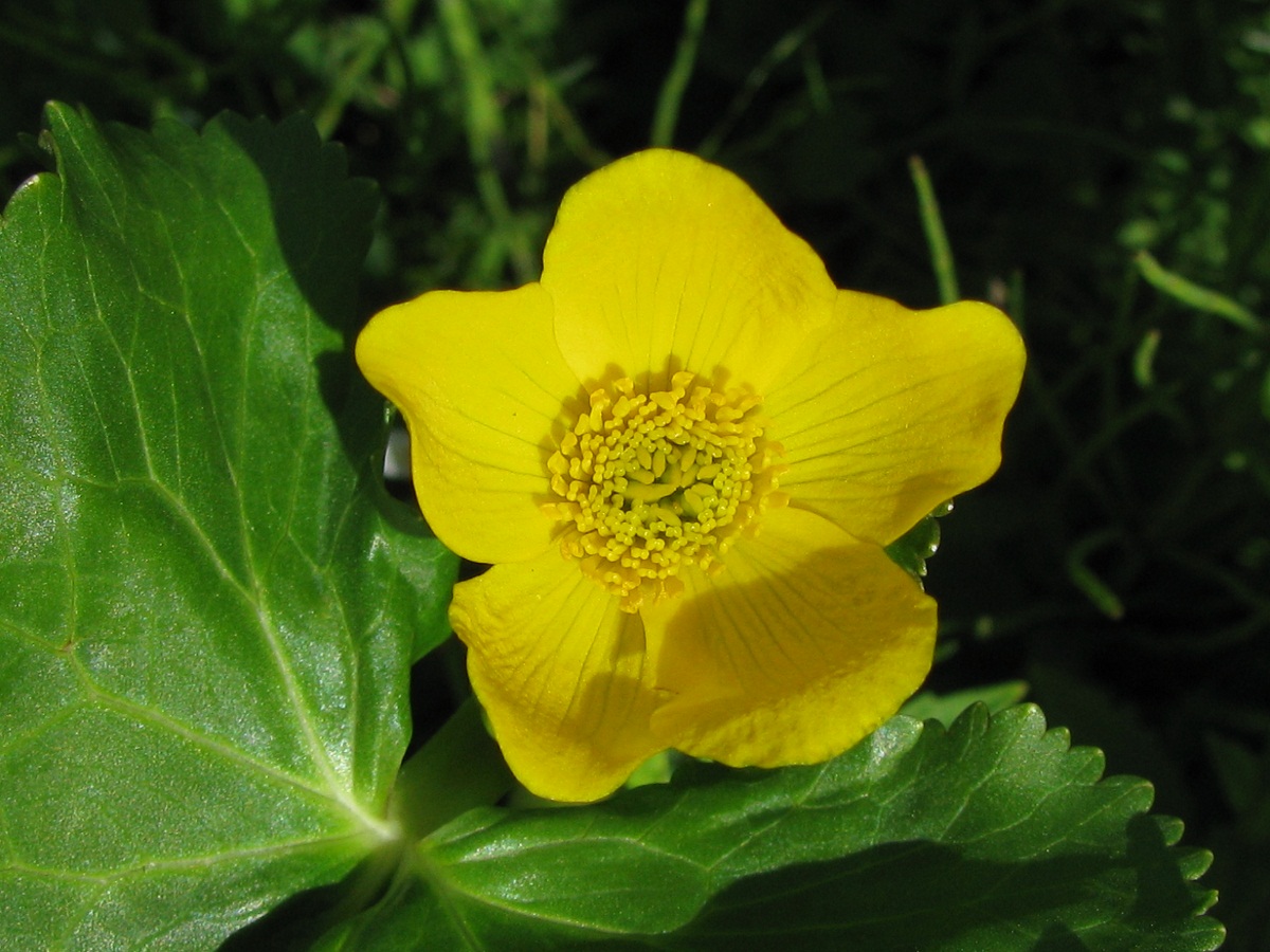 Image of Caltha palustris specimen.