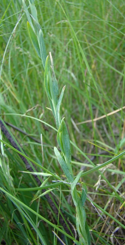 Изображение особи Linum austriacum.