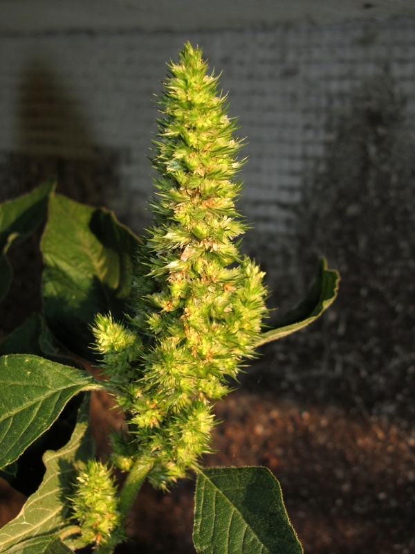 Изображение особи Amaranthus retroflexus.