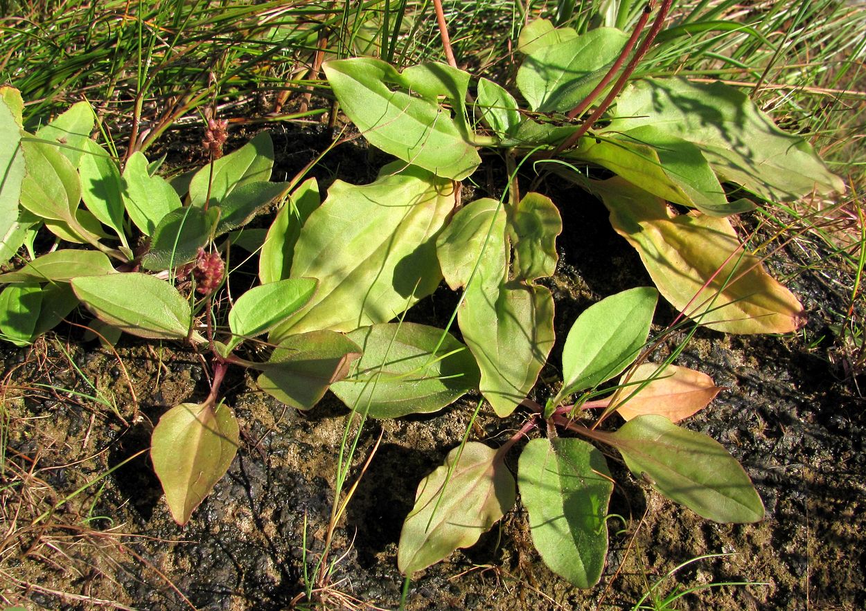 Image of Plantago major specimen.