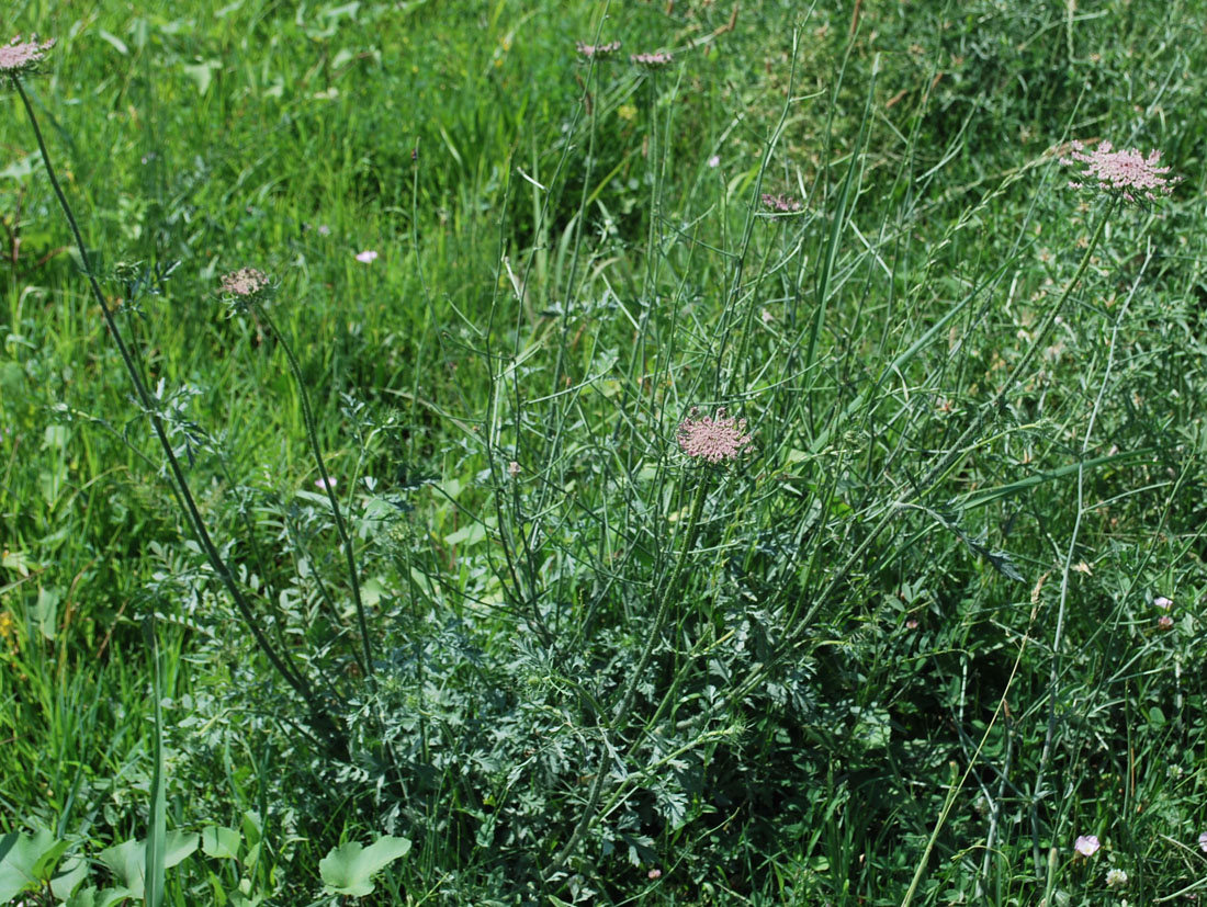 Изображение особи Daucus carota.