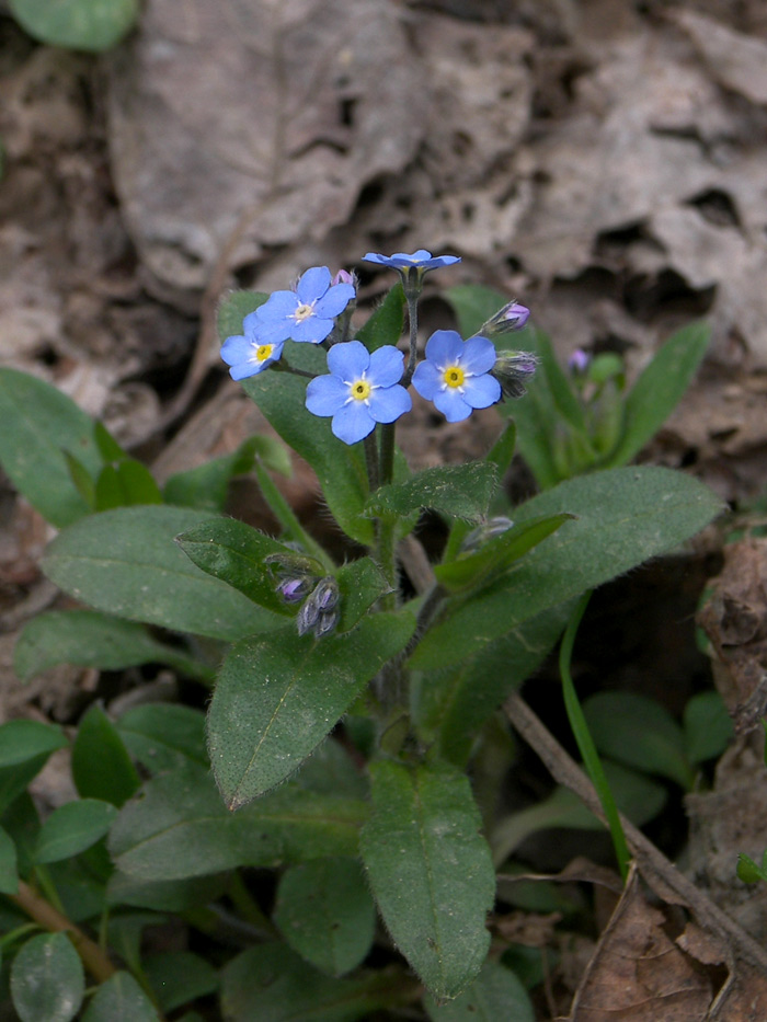 Image of Myosotis amoena specimen.