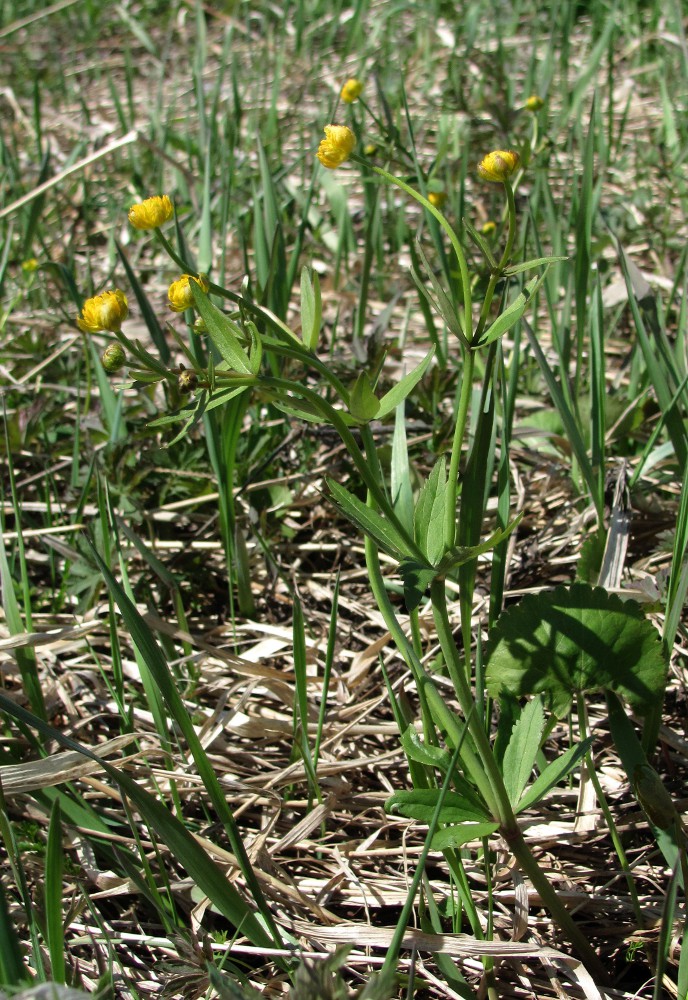 Изображение особи Ranunculus cassubicus.