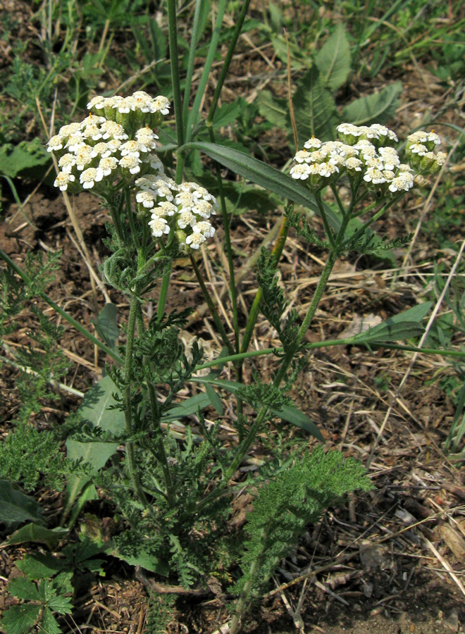 Image of Achillea nobilis specimen.