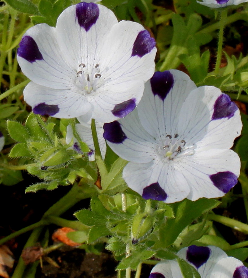 Image of Nemophila maculata specimen.