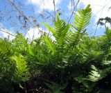 Polypodium vulgare. Вайи. Финляндия, Аландские о-ва, окр. г. Марианхамина. 22 июля 2013 г.