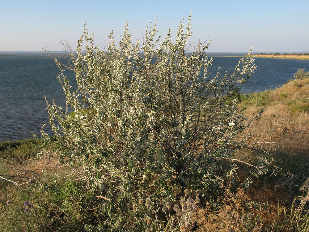 Image of Elaeagnus angustifolia specimen.