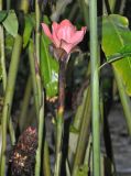 Etlingera elatior. Верхушка побега с соцветием. Таиланд, национальный парк Си Пханг-нга. 19.06.2013.