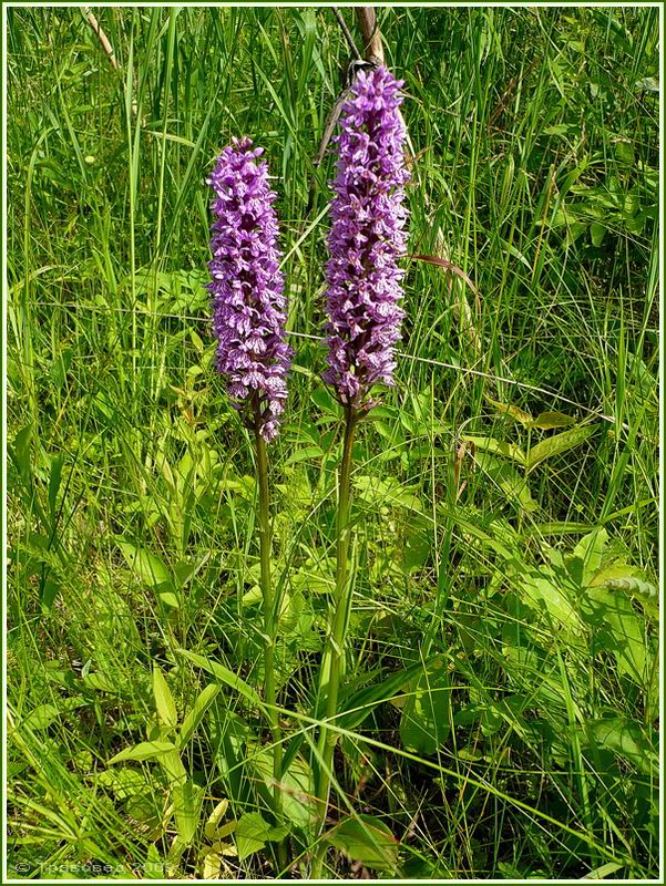 Image of Dactylorhiza fuchsii specimen.