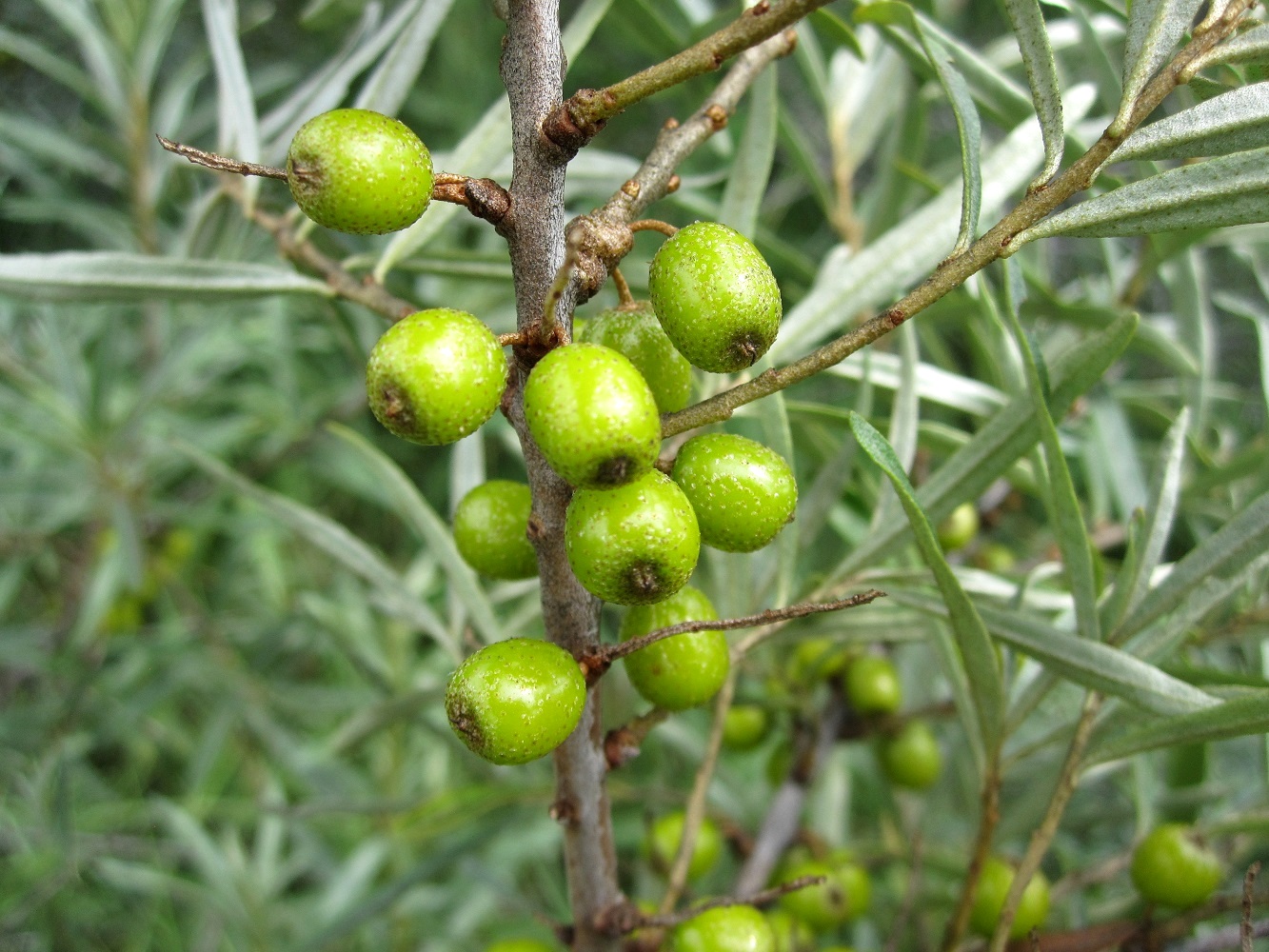 Image of Hippophae rhamnoides specimen.