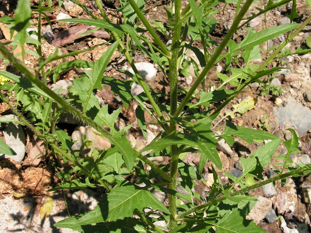 Image of Sisymbrium loeselii specimen.