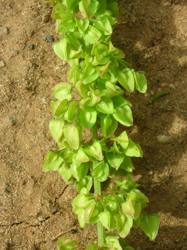 Image of Rumex crispus specimen.