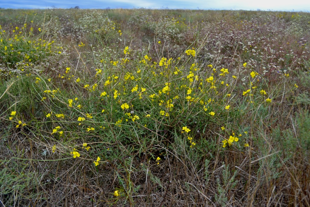 Image of Diplotaxis tenuifolia specimen.