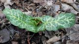 Arum italicum