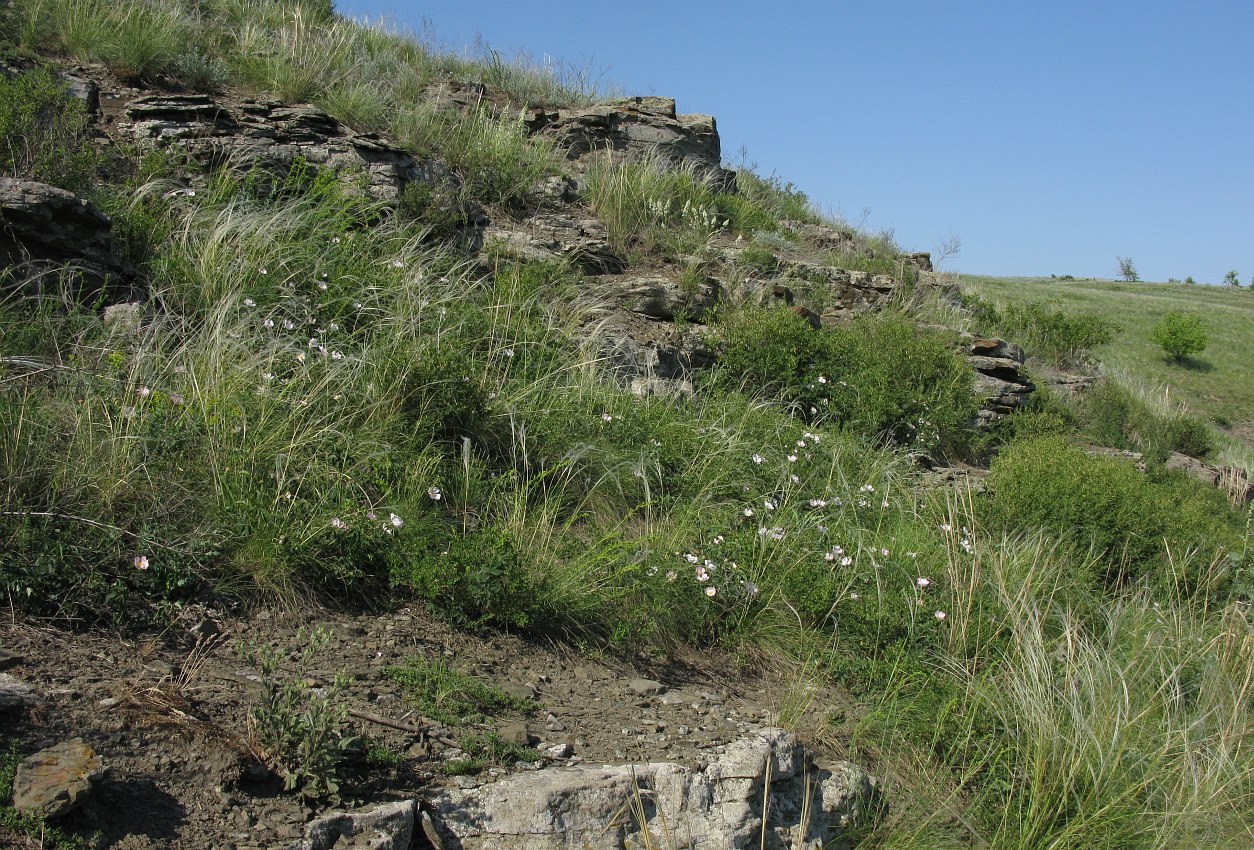 Image of genus Rosa specimen.