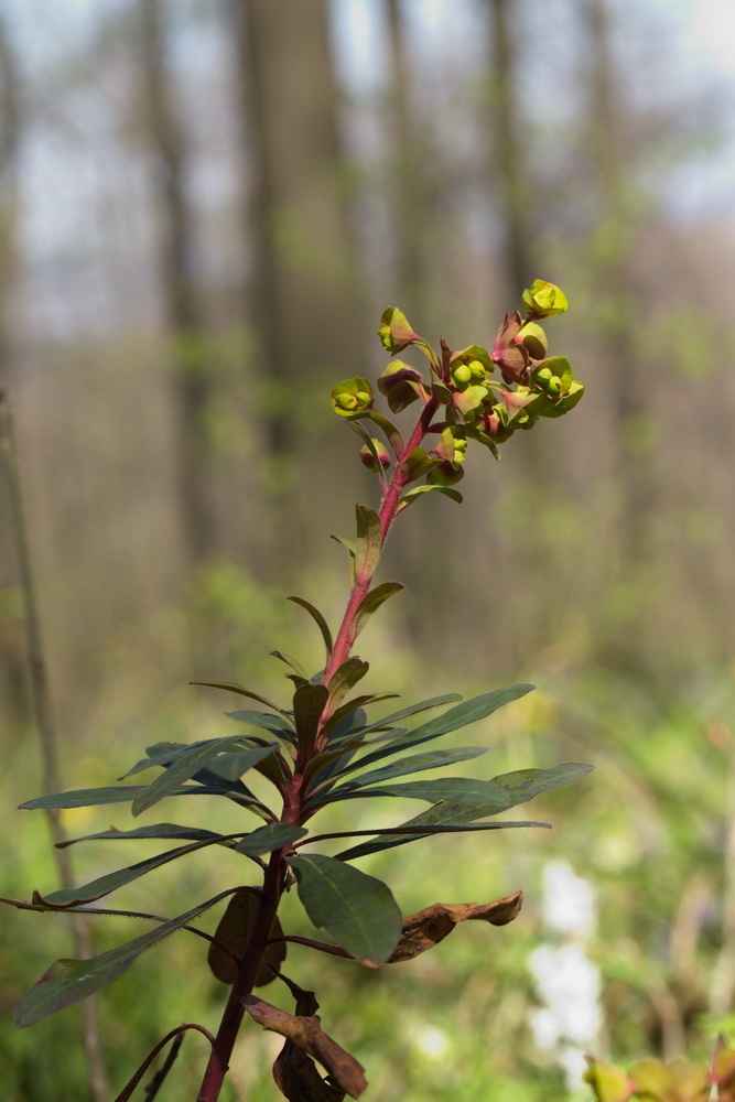 Image of Euphorbia amygdaloides specimen.