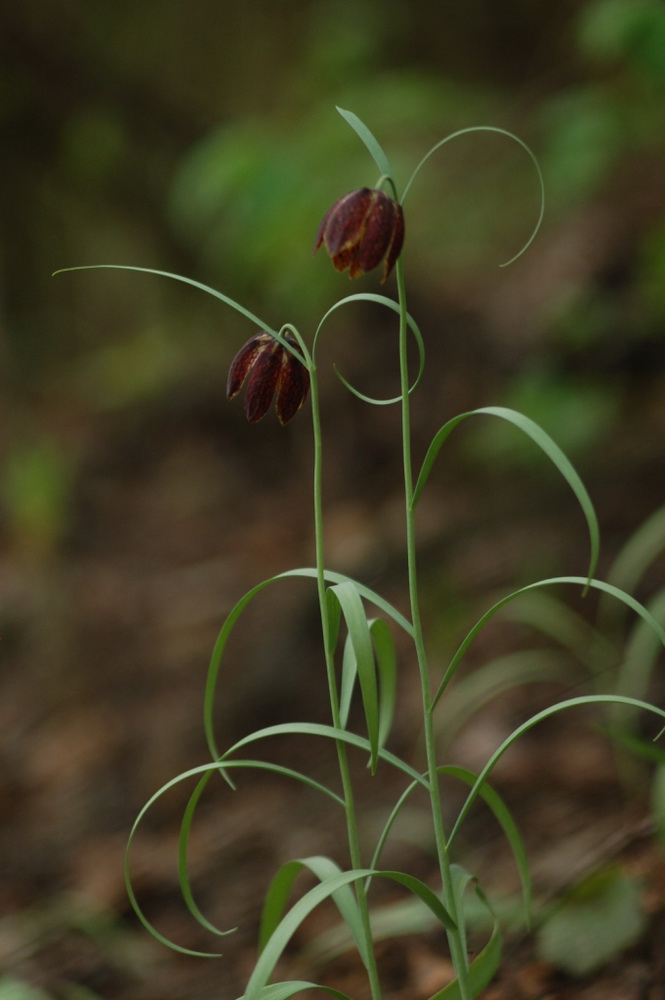 Image of Fritillaria montana specimen.