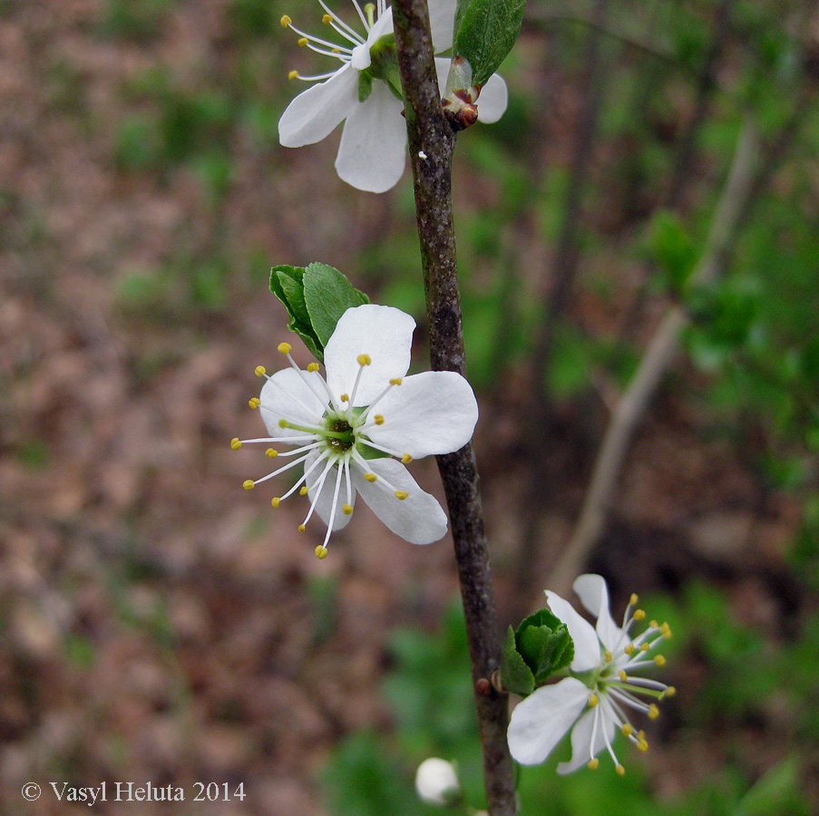 Image of Prunus spinosa specimen.