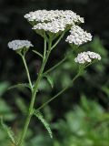 Achillea millefolium. Верхняя часть стебля с соцветием. Санкт-Петербург, Старый Петергоф. 04.08.2007.