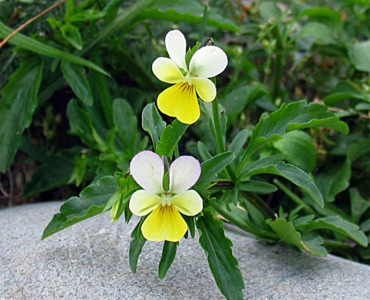 Image of Viola arvensis specimen.