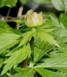 Trollius europaeus. Верхняя часть побега с бутоном. Германия, г. Дюссельдорф, Ботанический сад университета. 04.05.2014.