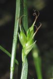 Carex depauperata