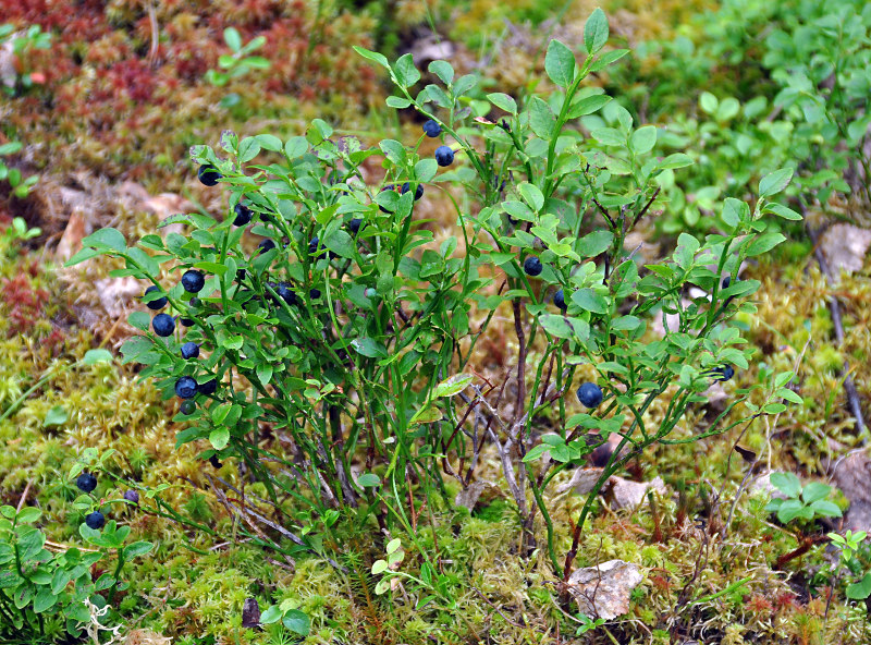 Image of Vaccinium myrtillus specimen.