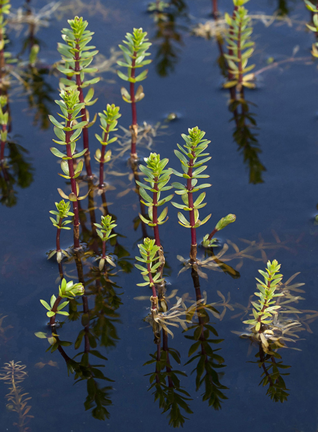 Image of Hippuris tetraphylla specimen.