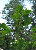 Ribes biebersteinii. Верхушка ветви с плодами. Карачаево-Черкесия, окр. г. Теберда, долина р. Бадук. 01.08.2014.