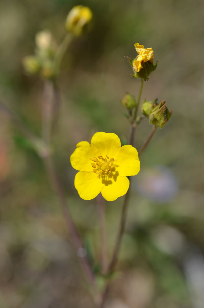 Image of Potentilla virgata specimen.