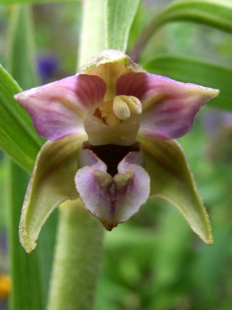 Изображение особи Epipactis helleborine.