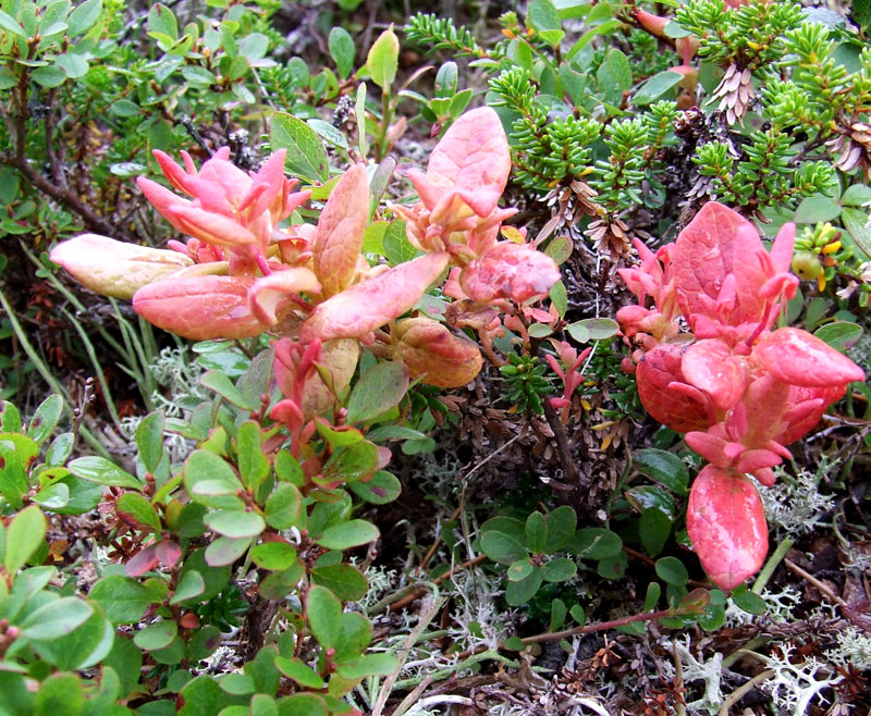 Изображение особи Vaccinium uliginosum ssp. microphyllum.