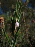 Andromeda polifolia