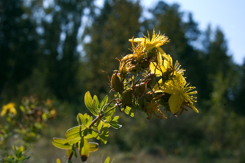 Image of Hypericum perforatum specimen.