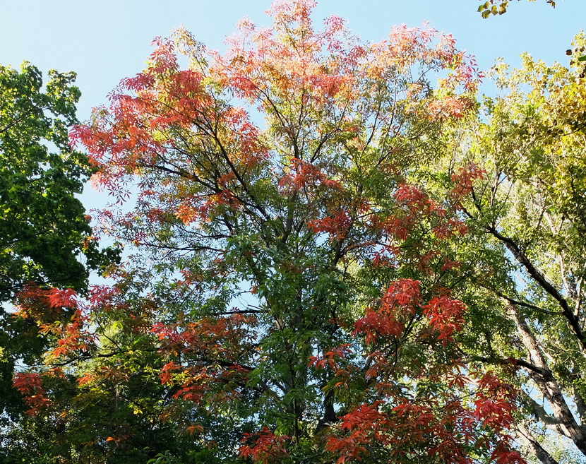 Image of Aesculus glabra specimen.