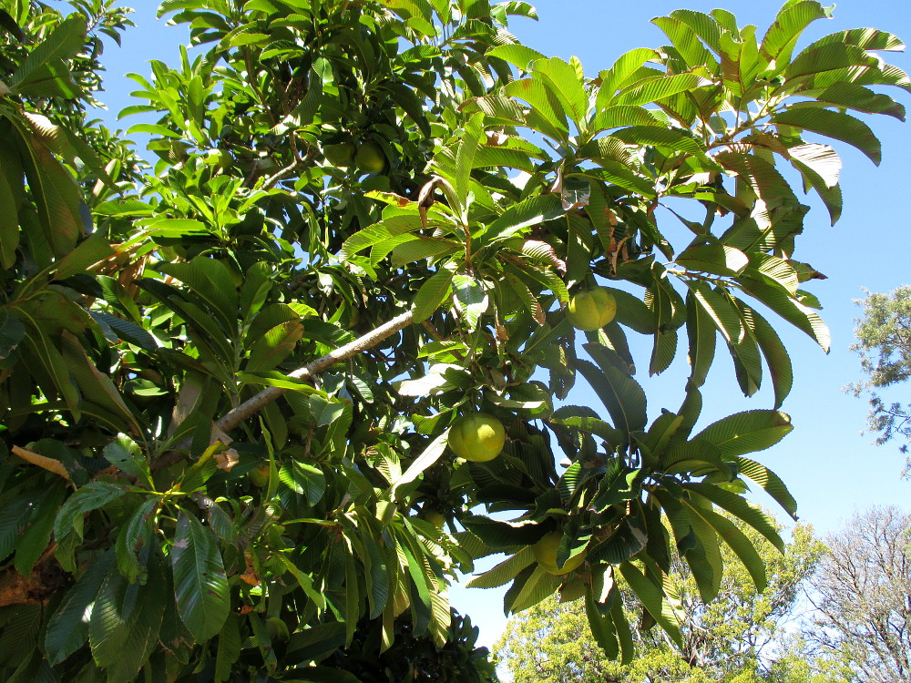 Image of Dillenia indica specimen.