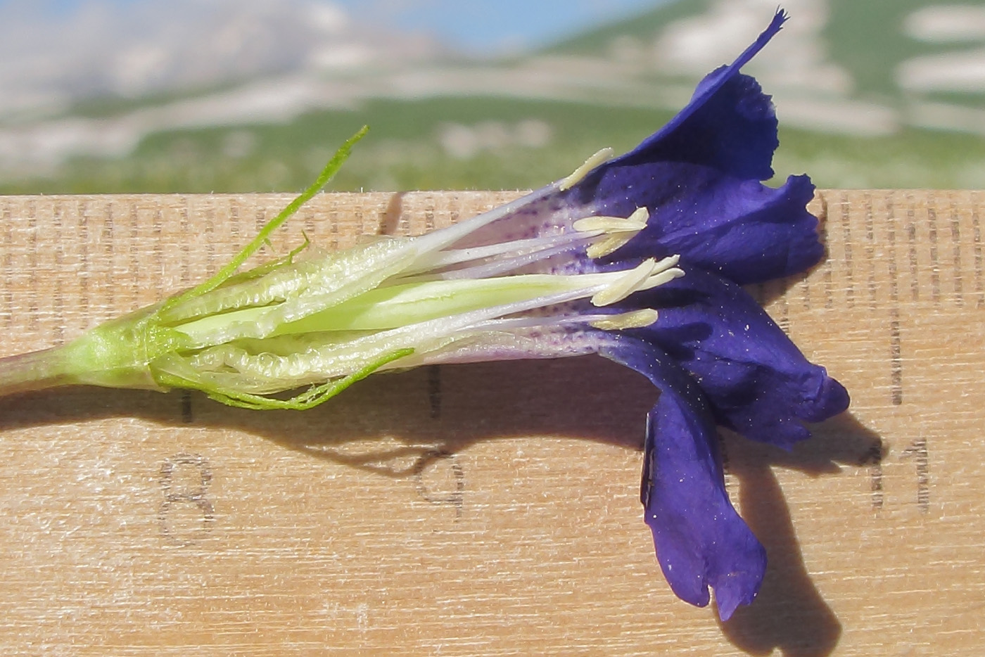 Изображение особи Gentiana dshimilensis.