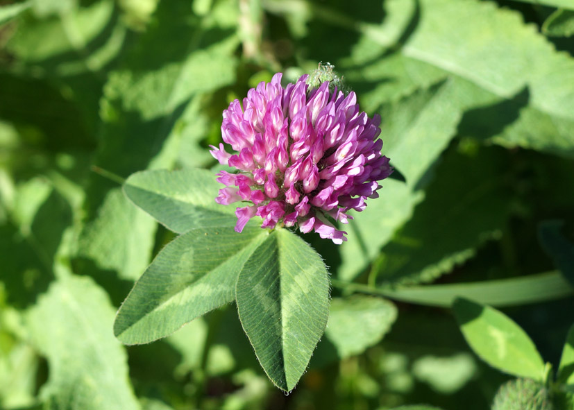 Изображение особи Trifolium pratense.