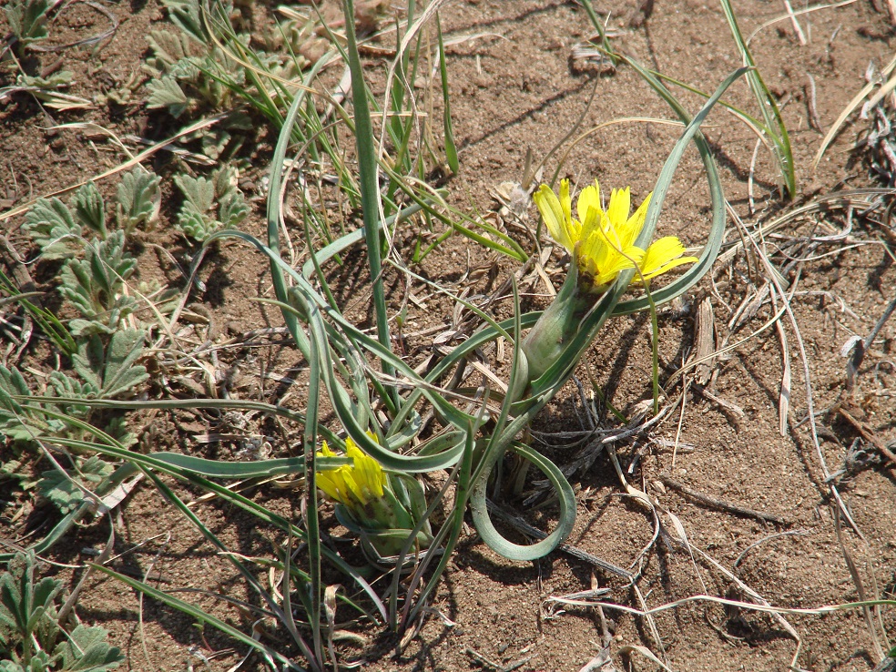 Image of Scorzonera austriaca specimen.