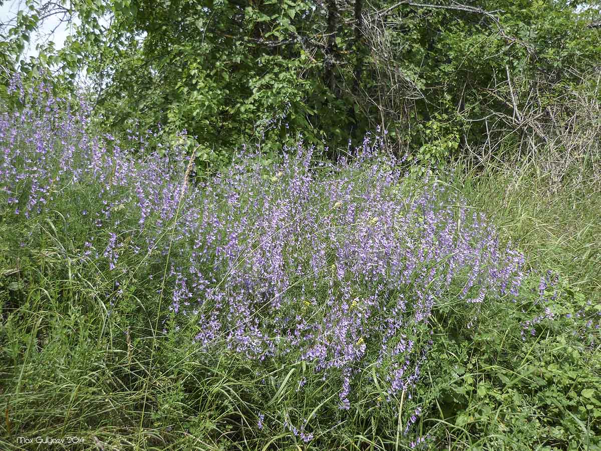 Image of Vicia elegans specimen.