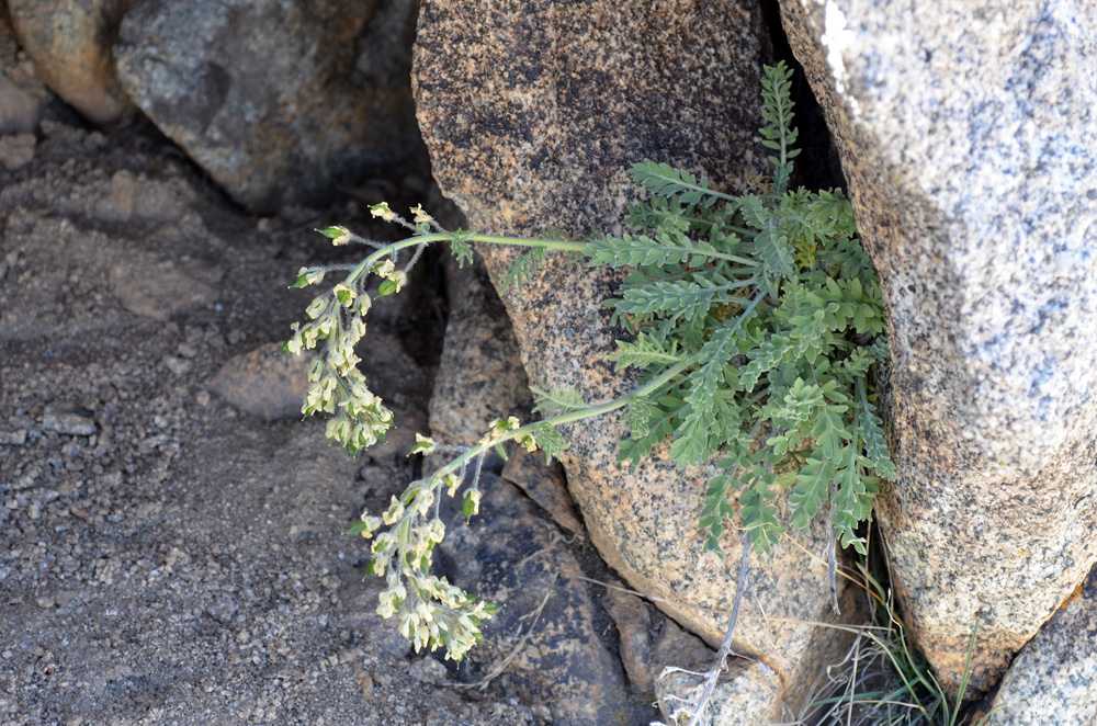 Изображение особи Smelowskia calycina.